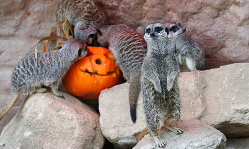 Halloween 2012.