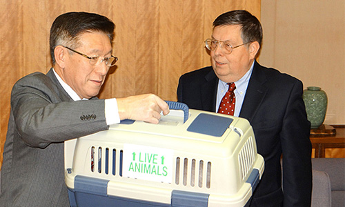 Губернатор префектуры Акита Норихисе Сатакэ и посол России в Японии Евгений Афанасьев (слева направо) во время торжественной церемонии вручения главе префектуры сибирского кота в подарок от президента РФ Владимира Путина.