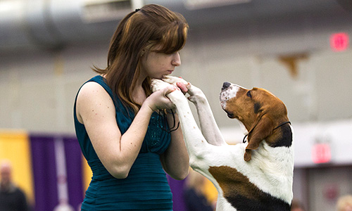 Собака породы триин-уокер кунхаунд. Всего на выставке будет представлено 2700 собак, в том числе двух новых пород: триин-уокер кунхаунд и рассел-терьер.