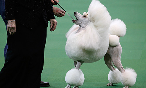 Собака породы стандартный пудель. Всего на выставке будет представлено 2700 собак, в том числе двух новых пород: триин-уокер кунхаунд и рассел-терьер.