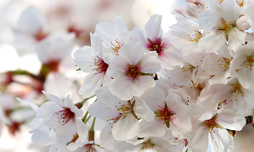 В Японии зацвела сакура.