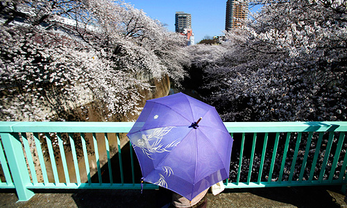 В Японии зацвела сакура.