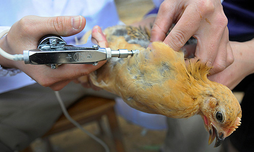 Более 20,5 тыс. голов домашней птицы было уничтожено на одном из рынков китайского мегаполиса Шанхая после того, как специалисты обнаружили вирус гриппа H7N9 в тканях продававшихся там голубей, сообщили местные СМИ в пятницу.