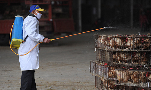 Более 20,5 тыс. голов домашней птицы было уничтожено на одном из рынков китайского мегаполиса Шанхая после того, как специалисты обнаружили вирус гриппа H7N9 в тканях продававшихся там голубей, сообщили местные СМИ в пятницу.