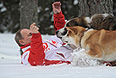Опубликованы фотографии, сделанные 24 марта во время прогулки президента Владимир Путина в Подмосковье. Президент гуляет со своими собаками: болгарской овчаркой Баффи и акита-ину Юмэ.