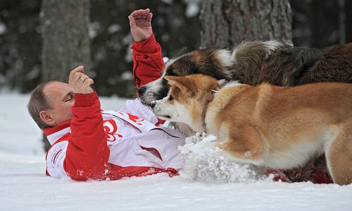 Опубликованы фотографии, сделанные 24 марта во время прогулки президента Владимир Путина в Подмосковье. Президент гуляет со своими собаками: болгарской овчаркой Баффи и акита-ину Юмэ.