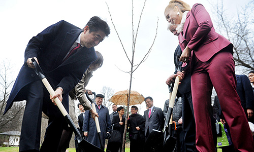 Премьер-министр Японии Синдзо Абэ во время посадки сакуры в Японском саду Главного ботанического сада им. Н.В. Цицина.