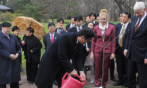 Премьер-министр Японии Синдзо Абэ (на первом плане) во время посадки сакуры в Японском саду Главного ботанического сада им. Н.В. Цицина.