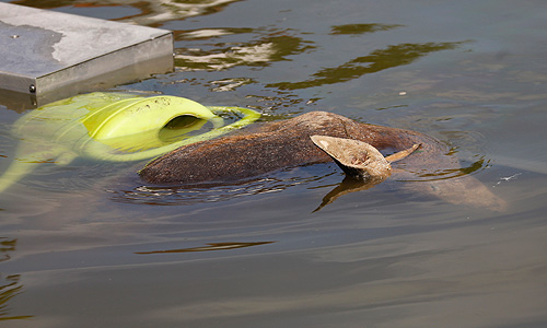 Cитуация с наводнениями в Центральной Европе, вызванная продолжительными ливневыми дождями, остается удручающей: число погибших увеличилось до 18 человек. Некоторые СМИ пишут о 21 жертвах.