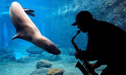 Смотритель австралийского зоопарка играет на саксофоне для морского леопарда по кличке Кейси. "Концерт" проходит в рамках исследований реакции млекопитающих на музыкальные звуки.