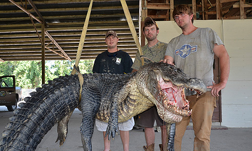 Сотрудники миссисипского департамента Дикой Природы позируют с аллигатором-рекордсменом. Пойманный аллигатор длиной 3,96м весит 330кг.