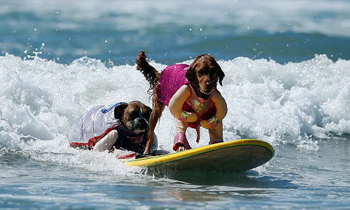  Surf City Surf Dog  .