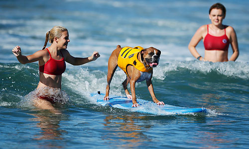 Соревнования Surf City Surf Dog в Калифорнии.