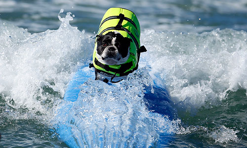 Соревнования Surf City Surf Dog в Калифорнии.