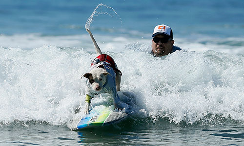  Surf City Surf Dog  .