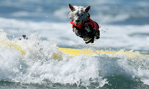 Соревнования Surf City Surf Dog в Калифорнии.