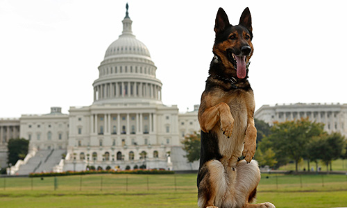 Полицейская собака по кличке Эхо.