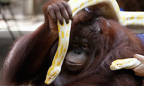 Орангутанг и бирманский питон-альбинос в зоопарке Манилы.