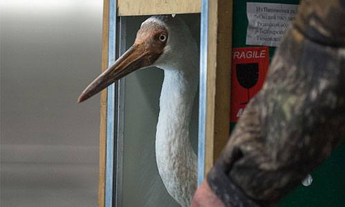 Окольцованный стерх, найденный местными жителями в Тюменской области, в московском аэропорту "Внуково". Птица, найденная под Тюменью 7 октября, оказалась одним из трех стерхов, ранее летавших с президентом РФ Владимиром Путиным и выпущенных в природу в Уватском районе Тюменской области.