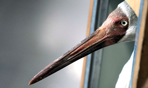 Окольцованный стерх, найденный местными жителями в Тюменской области, в московском аэропорту "Внуково". Птица, найденная под Тюменью 7 октября, оказалась одним из трех стерхов, ранее летавших с президентом РФ Владимиром Путиным и выпущенных в природу в Уватском районе Тюменской области.