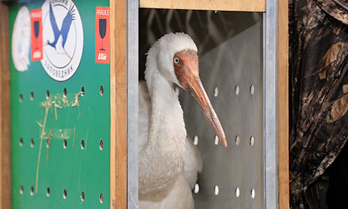 Окольцованный стерх, найденный местными жителями в Тюменской области, в московском аэропорту "Внуково". Птица, найденная под Тюменью 7 октября, оказалась одним из трех стерхов, ранее летавших с президентом РФ Владимиром Путиным и выпущенных в природу в Уватском районе Тюменской области.