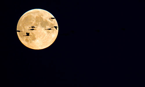 Стая журавлей, летящих на зимовку, на фоне луны.