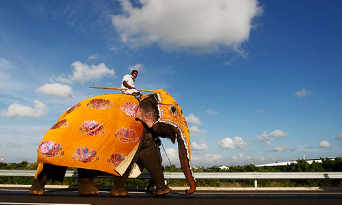 Погонщик слонов в Шри-Ланке.