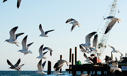Чайки над пирсом в Нью-Джерси.