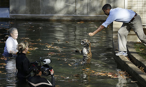 Тигренка Бондара учат плавать в вашингтонском зоопарке.