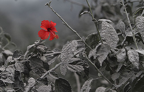 Цветок гибискуса в северном районе Суматры, где происходит извержение вулкана.