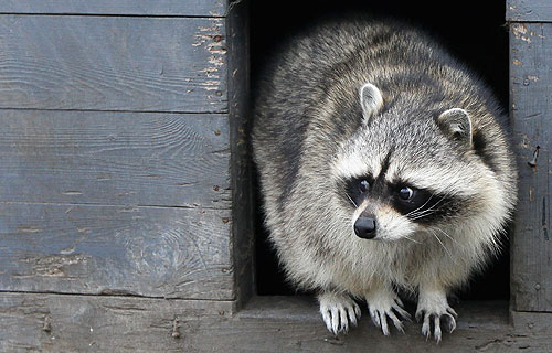 Енот в зоопарке "Роев ручей" никак не может уснуть из-за аномальной температуры.