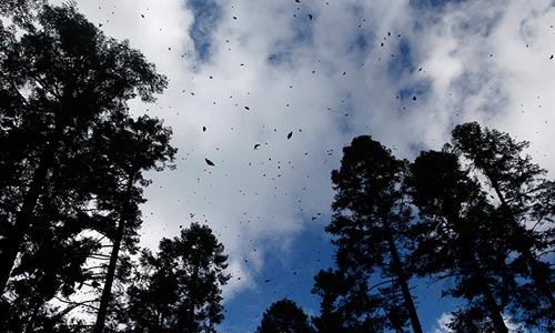 Птицу, съевшую монарха, как правило, ожидает рвота.