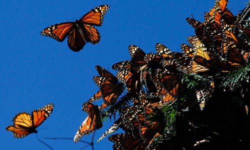 Бабочки Данаида монарх, преодолев четыре тысячи километров, прилетели на зимовку в расположенный на западном побережье Мексики заповедник Эль Роcарио