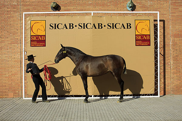               Sicab International Pre Horse Fair   .   8        .