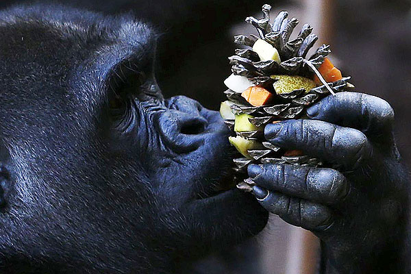 Горилла есть "фруктово-овощную шишку" в частном семейном зоопарке Palmyre Zoo на западе Франции.