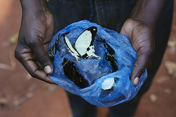 Охотник на бабочек Дидие Мимиката показывает свой улов в деревне Ботимбо (Центральная Африканская республика). Свою добычу охотники на бабочек продают художникам, которые собирают из крыльев мозаики - традиционные поделки этого региона.