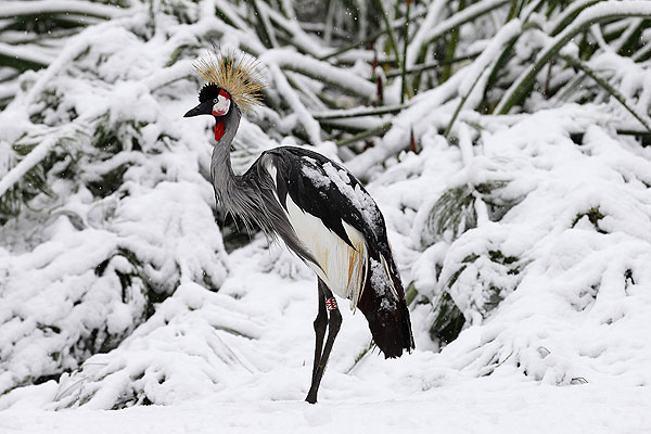 Венценосный журавль в зоопарке Jerusalem&#39;s Biblical Zoo.