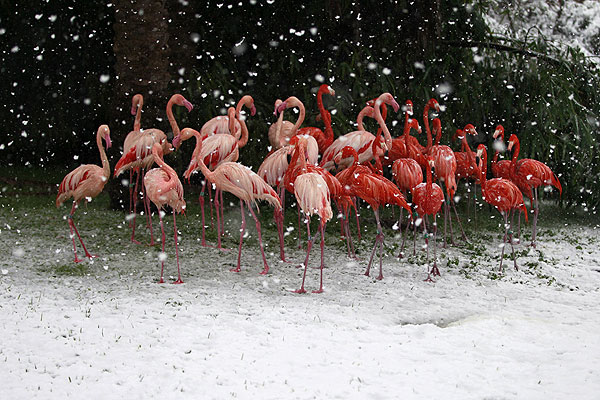 Розовые фламинго в иерусалимском зоопарке Biblical Zoo.