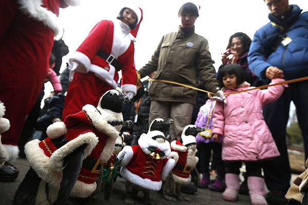 В Южной Корее в городе Йонгин в честь приближающегося Рождества  пингвинов нарядили в костюмы Санта Клауса и рождественской елки.