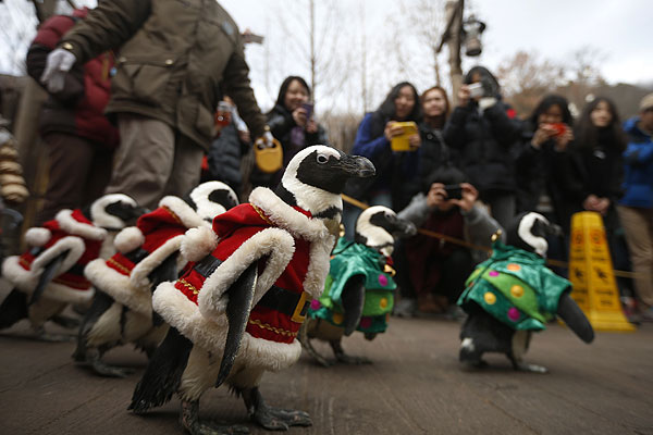 В Южной Корее в городе Йонгин в честь приближающегося Рождества  пингвинов нарядили в костюмы Санта Клауса и рождественской елки.