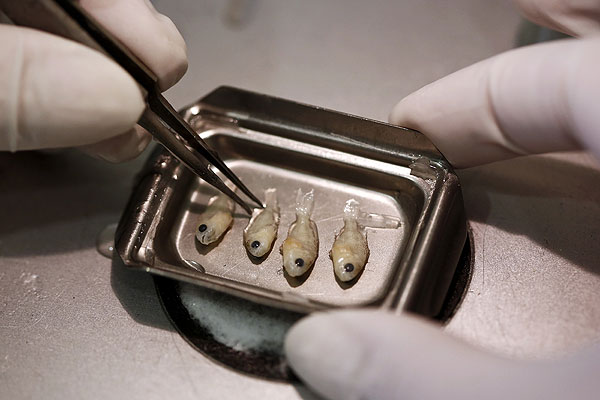 В лаборатории близ Афин греческий ихтиолог изучает морского леща.