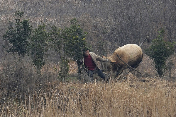 Семисоткилограммовая корова атакует китайского фермера в одной из китайских провинций.