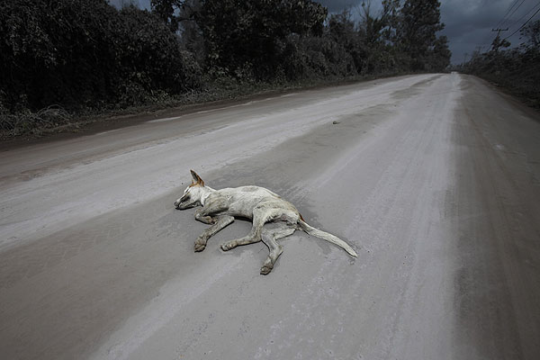 Тело мертвой собаки попало в объектив фотокорреспондента Reuters в зоне извержения индонезийского вулкана Синабунг.