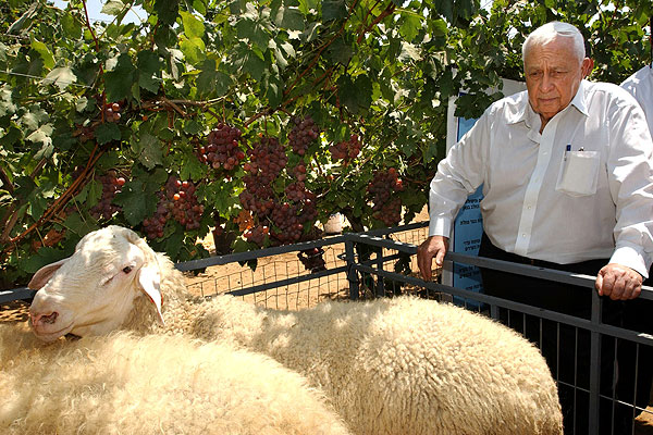 12 августа 2003 г.