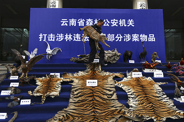 Сотрудник китайской антибраконьерской службы демонстрирует конфискованные шкуры и чучела животных на 1,653 млн. долларов.