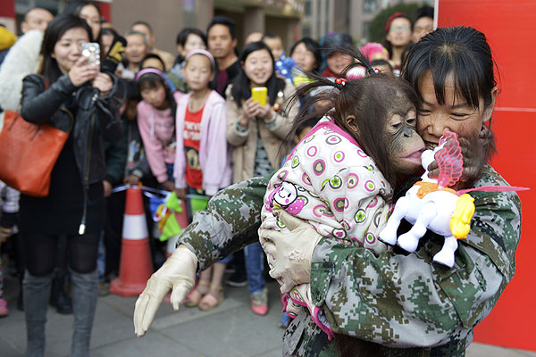 Орангутан по кличке Маомао на предновогодней ярмарке в Китае. По китайскому календарю новый 2014 год наступает 31 января.
