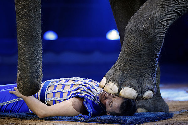 Артист цирка Джой Гартнер во время представления со слоном на Международном цирковом фестивале в Монако.