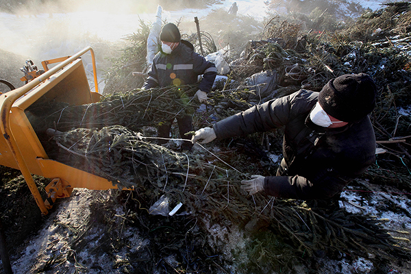 Вчера - украшение, а сегодня - гора опилок. Печальная судьба.