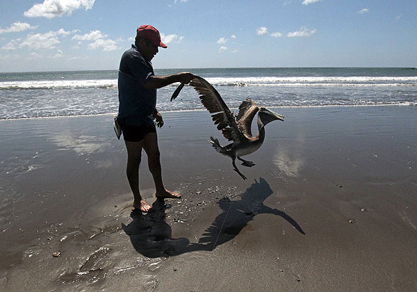 Никарагуанский рыбак отпускает на свободу пеликана, который попался в его сети.