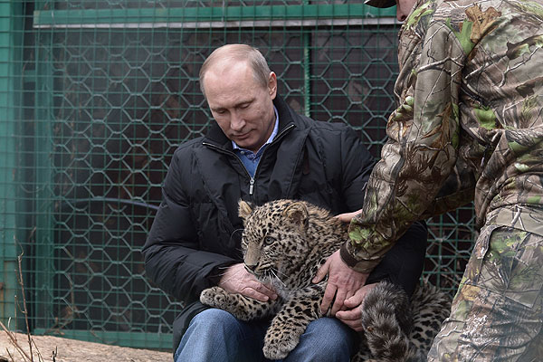 Владимир Путин во время посещения Центра разведения и реабилитации переднеазиатского леопарда, расположенного в Сочинском национальном парке.